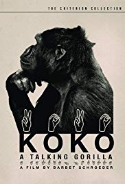 Koko, le gorille qui parle